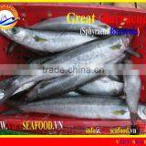 FROZEN BARRACUDA FISH thumbnail-1