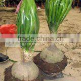 Nolina Recurvata Small Size thumbnail-1