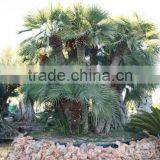 Chamaerops Humilis thumbnail-3