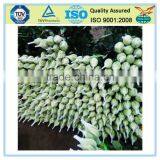 Safeguarded Cheap Rose Flower Bud Netting thumbnail-3