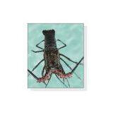 Singapore Live Color Lobster thumbnail-1