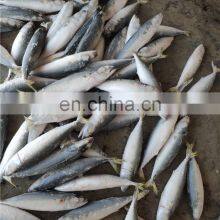 Frozen Mackerel Price Frozen Pacific Mackerel Fish Price thumbnail-3