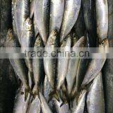 frozen sardine fish