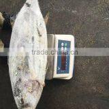 Fresh Frozen Skipjack Whole Round 1.8kg up Sea Frozen in Brine thumbnail-2