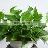 Shop/Home /Office Decor Small Artificial Plant Scindapsus Araceae thumbnail-3