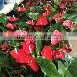 High Quality Fresh Cut Red Flower Anthurium for Selling thumbnail-2