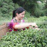 Guilin Pingle Yangfa Tea Industry Co., Ltd. company overview - view 4 thumbnail