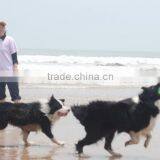 UFO Frisbee Disk Children Flying Disc for Dog