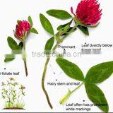 Red Clover Extract/Trifolium Pratense /8%-40% Total Flavone by UV thumbnail-2