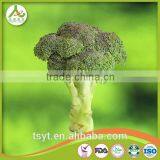 Broccoli Fresh Broccoli Hot Sale Fresh Green Broccoli thumbnail-3