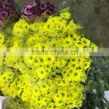 Fresh Cut Chrysanthemums Flower thumbnail-2