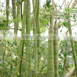 High Quality Dry Moringa Seed 1000g thumbnail-3
