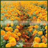 Tagetes Oil thumbnail-1