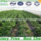 Commercial Climate Control Strawberry Greenhouse With Thermal System thumbnail-3