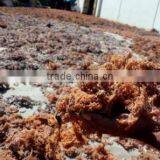 Gracilaria , Spinosum and Cottonii Seaweed thumbnail-2