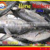 FROZEN W/R HORSE MACKEREL thumbnail-1