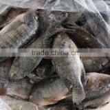 Export Hot Sell Frozen Tilapia thumbnail-2