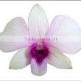 Thailand Best Quality D-006 Dendrobium Bangkok Land Orchid thumbnail-1