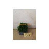Artificial Seedling,seedling Grass,130077 thumbnail-2