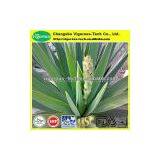 Natural Yucca Extract/yucca Extract Powder/yucca P.e. thumbnail-2