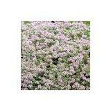 Thyme Extract thumbnail-1