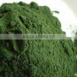 Herbal Spirulina Powder for High Stamina thumbnail-3