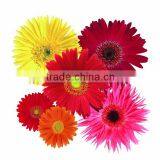 Fresh Gerbera Chrysanthemum Cut Flowers Exporters in China thumbnail-6