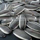 Sunflower Seeds New Grop thumbnail-1