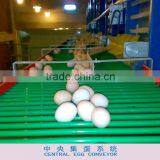 Central Egg Conveyor System thumbnail-1