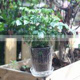 China Supplier wholesale transparent glass gardening pots for sale