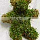 Bear Moss Topiary thumbnail-1