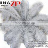 CHINAZP Factory Exporting Leading Bulk Sale Colored Stripped Silver Grey Large Ostrich Feathers for Weddings thumbnail-2