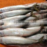 Frozen mackerel fish