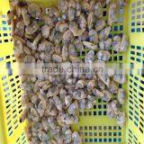Hot Sales Frozen Surf Clam Meat thumbnail-6