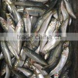 2016 On Sale Best Price Frozen Sardines thumbnail-4