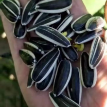 SX No.6 Hybrid Sunflower Seeds for Planting Broomrape Resistant thumbnail-3