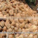 Fresh Coconut With Semi Husked thumbnail-5