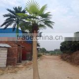 Factory Direct Cheap Artificial Palm Tree Made in China