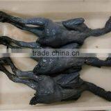 Halal Whole Frozen Chicken