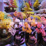 2015 Decorated Live Christmas Trees for Sale thumbnail-1