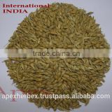 Barley for malt / Barley for feed / Hordeum vulgare / Barley seeds