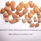 Best Price Common Bitter Apricot Kernel thumbnail-4