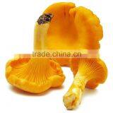 Natural Dried Chanterelle / Cantharellus Cibarius Wholesale Price thumbnail-1
