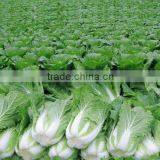 Chinese Cabbage