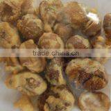 VF Chinese Chestnut