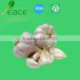 2012 New Dried Garlic Flakes Without Roots thumbnail-1