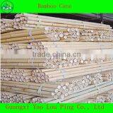 China River Fence Bamboo Canes