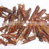 insect protein of dried locust