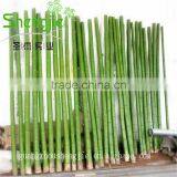 SJLJ013309 Big Artificial Bamboo Stick / Painted Bamboo Pole for Home Garden Decoration thumbnail-1