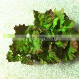 Home and Outdoor Garden Edging Christmas Decoration 60cm or 24inches Height Artificial Small Grass for Green Wall E04 1004 thumbnail-3